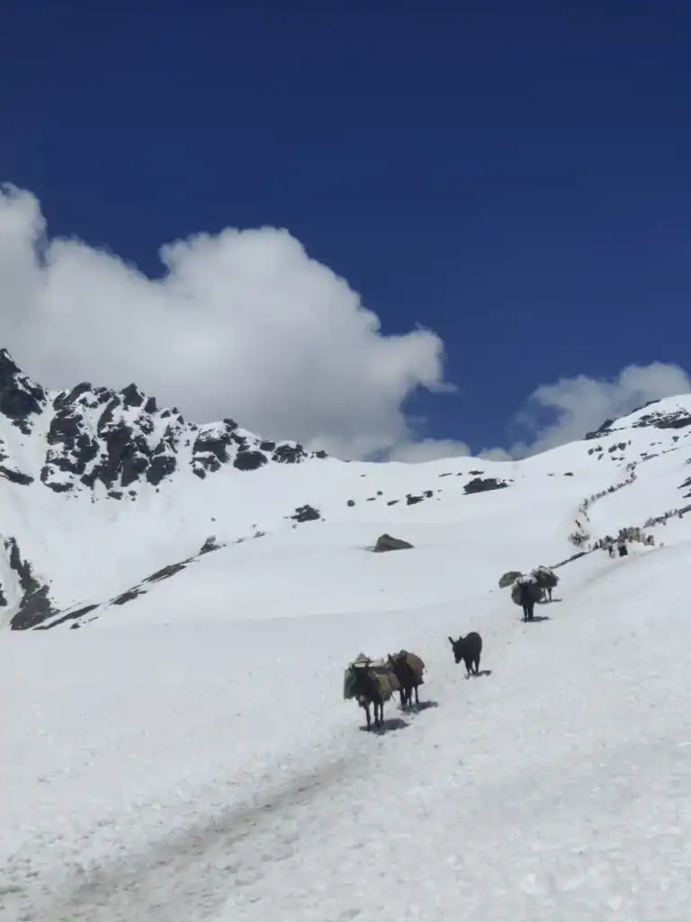Hikers with pack animals trekking through snow-covered mountains during Rupin Pass Trek.